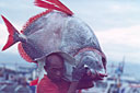 Find out about Sarangani's fishing industry here